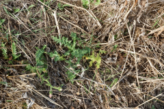 Echinops-sphaerocephalus-Keimlinge-und-Jungpflanzen-Trockenrasen-im-Salzatal-9.10.2018-Katrin-Schneider-DSCF3674-x