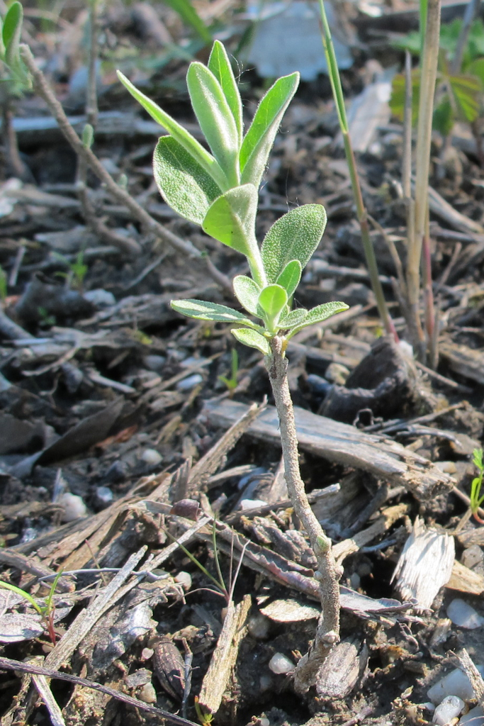 Elaeagnus-angustifolia-Jungpflanze-Kayna-Süd-Katrin-Schneider-15.5.2013-PSIMG_0613-x-korina.info_