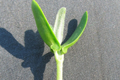 Elaeagnus-angustifolia-Keimling-Kayna-Süd-Katrin-Schneider-15.5.2013-PSIMG_0624x-korina.info_