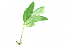 elaeagnus-angustifolia-Keimling-und-Jungpflanzen-Kayna-Katrin-Schneider-2013-x-korina.info_