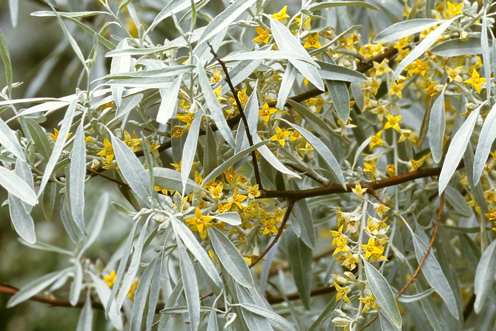 Elaeagnus-angustifolia-II-Fa-Andreas-Korschefsky-c-x