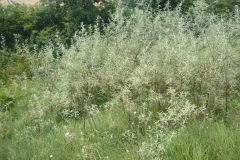 Elaeagnus-angustifolia-Harslebener-Hinterberge-HBW-18-P1100915-x