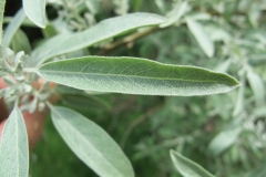 Elaeagnus-angustifolia-Katrin-Schneider-PSIMG_3529-x