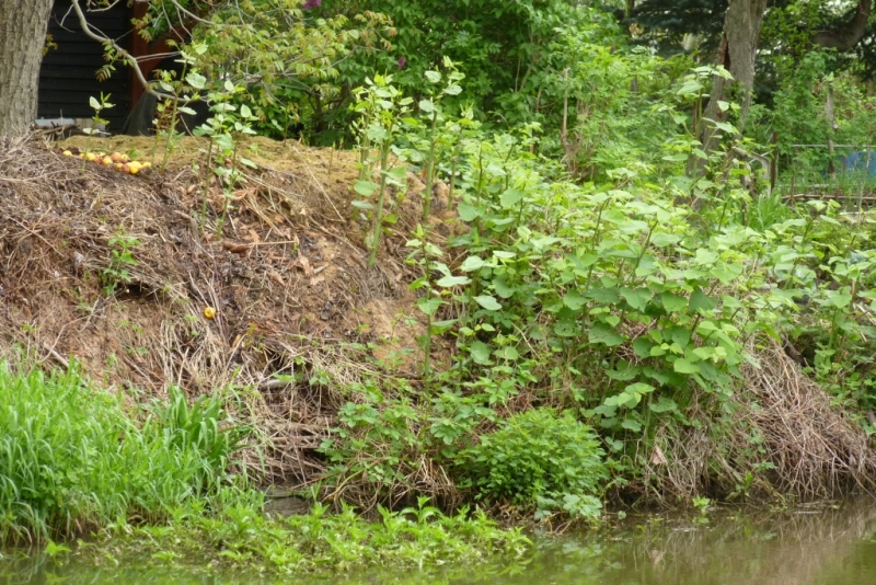 Von Gärten an Fließgewässern oder Abfallhaufen an Ufern können sich die Staudenknöteriche entlang des Flusses ausbreiten.
