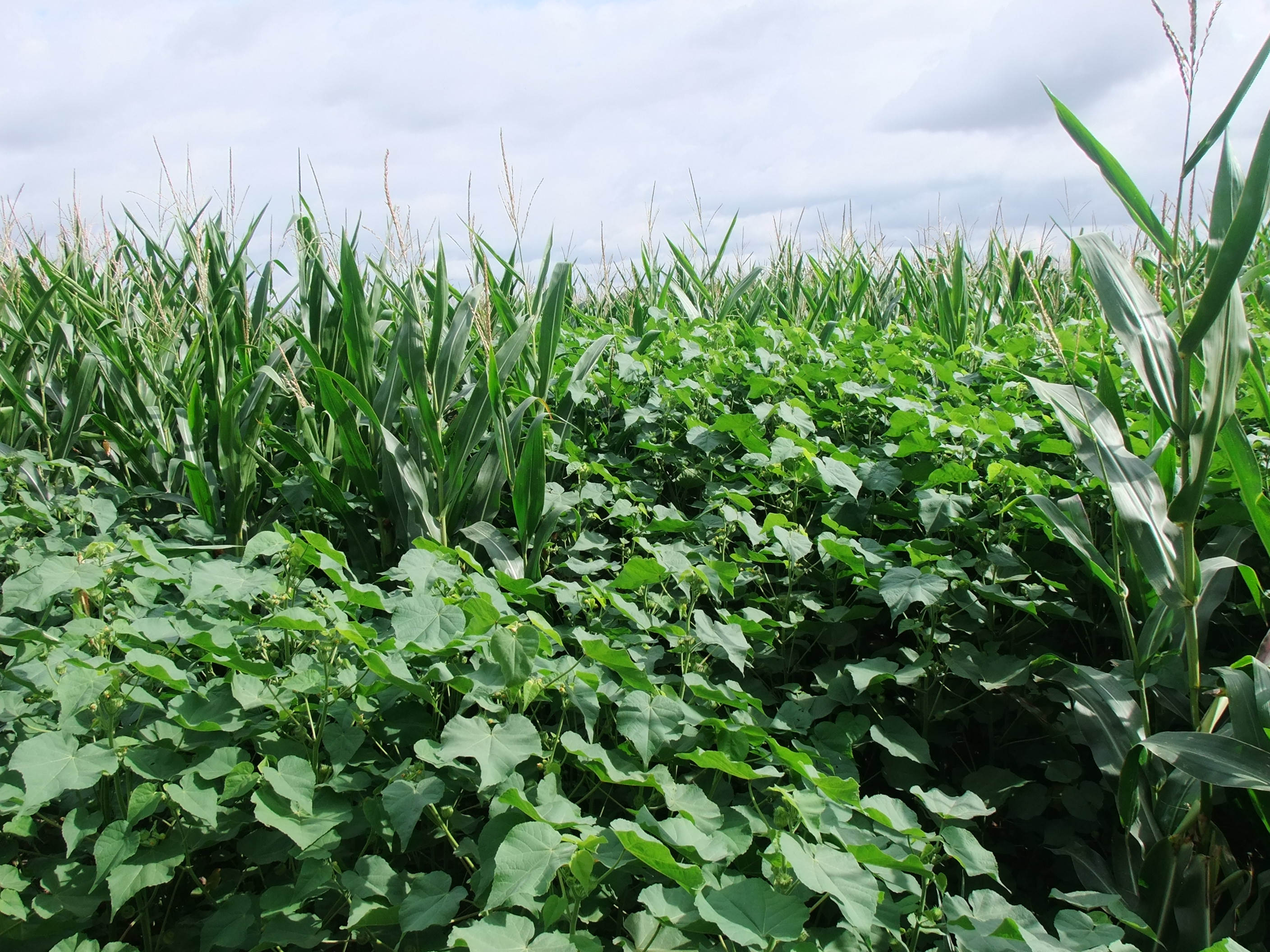 Dichte Samtpappelbestände können zu starken Ernteverlusten in Maiskulturen führen.