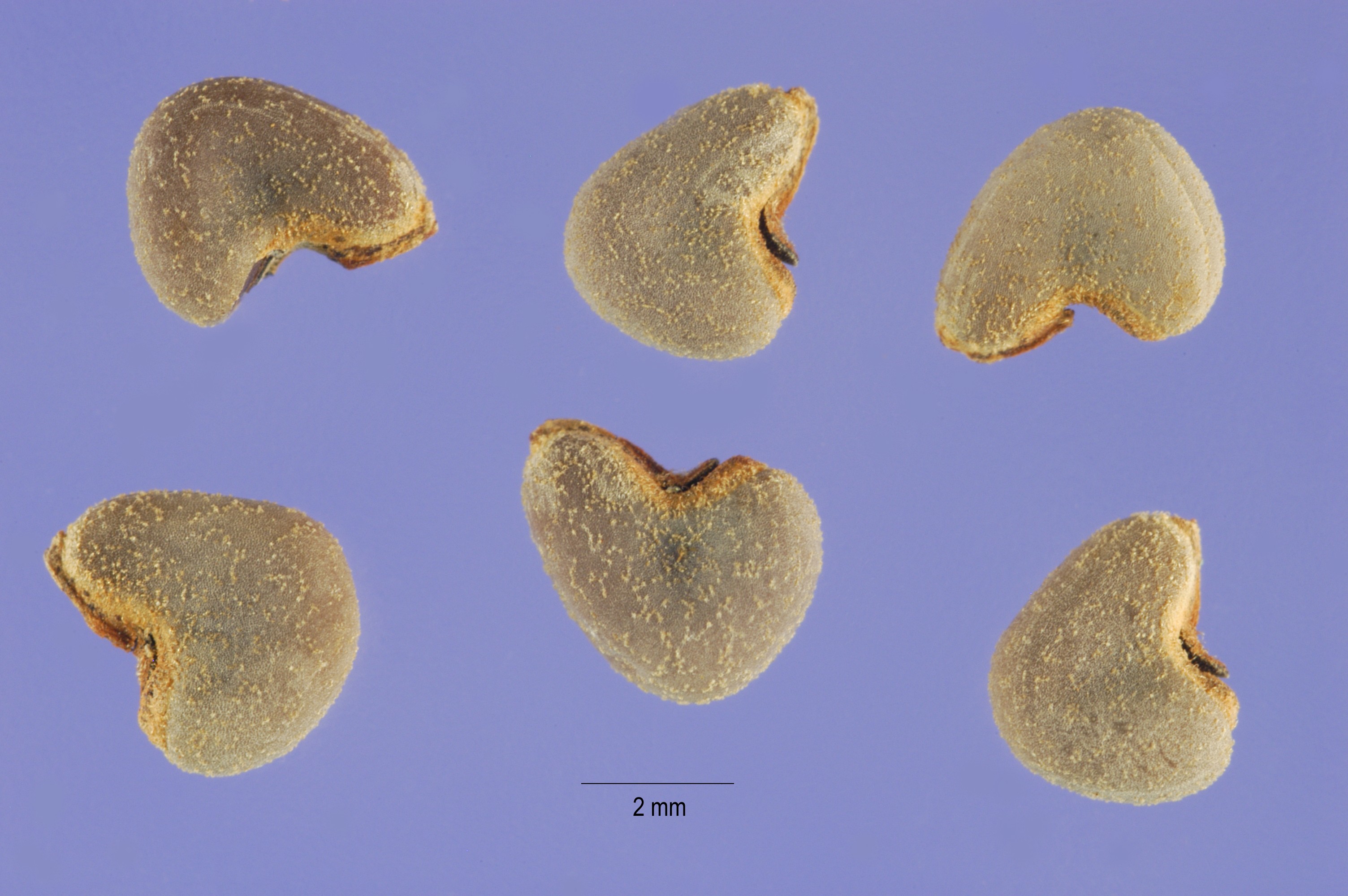 Eine Samtpappelpflanze kann bis zu 40.000 Samen bilden. Die Samen können bis 50 Jahre im Boden überdauern. Foto: Steve Hurst @ USDA-NRCS PLANTS Database