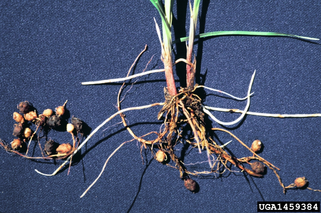 Erdmandelgras hat ein sehr hohes vegetatives Vermehrungspotenzial. An unterirdischen Rhizomen werden Knöllchen gebildet.