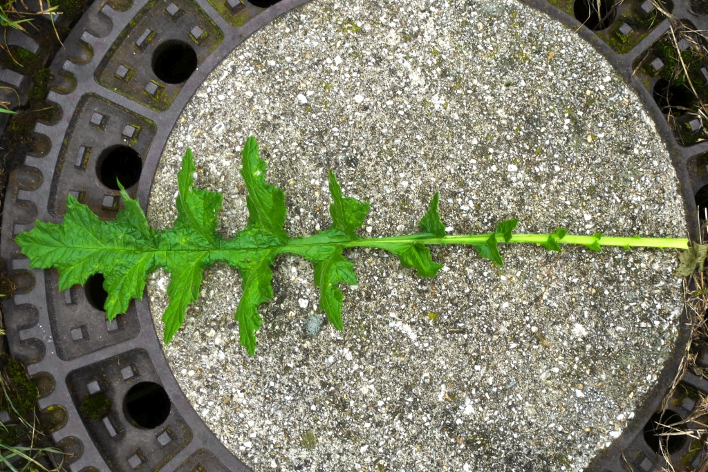 Echinops-sphaerocephalus-Grundblatt-Katrin-SchneiderP1010745-c-x