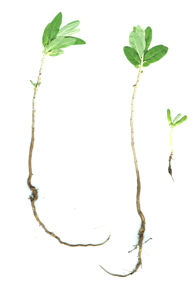 elaeagnus-angustifolia-Keimling-und-Jungpflanzen-Kayna-Katrin-Schneider-2013-x-korina.info_