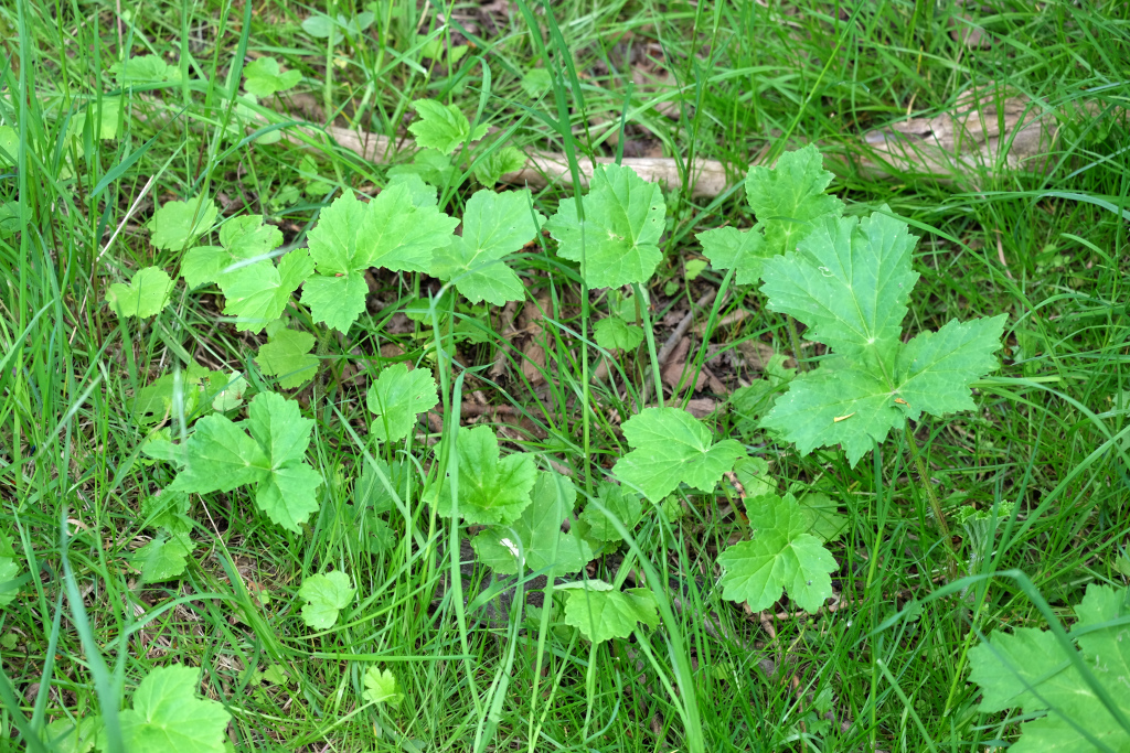 heracleum-mantegazzianum-Jungpflanzen-Katrin-Schneider-18.05.2015-DSCF3946-cx